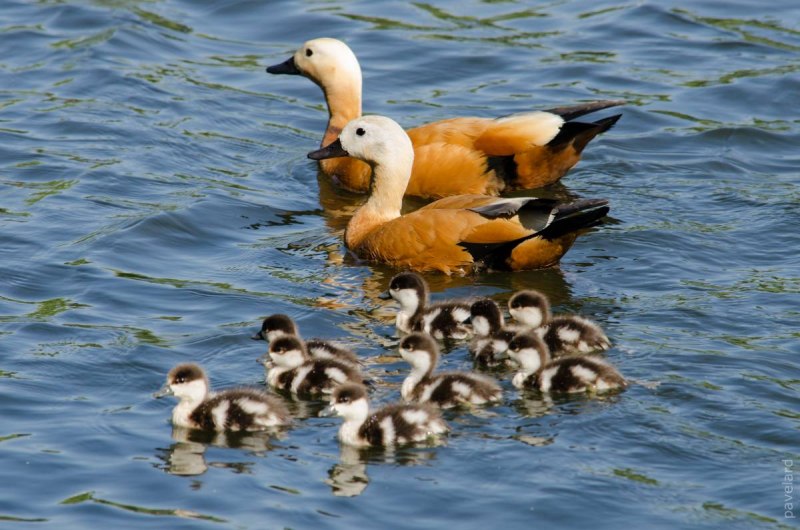 Огарь самка и самец