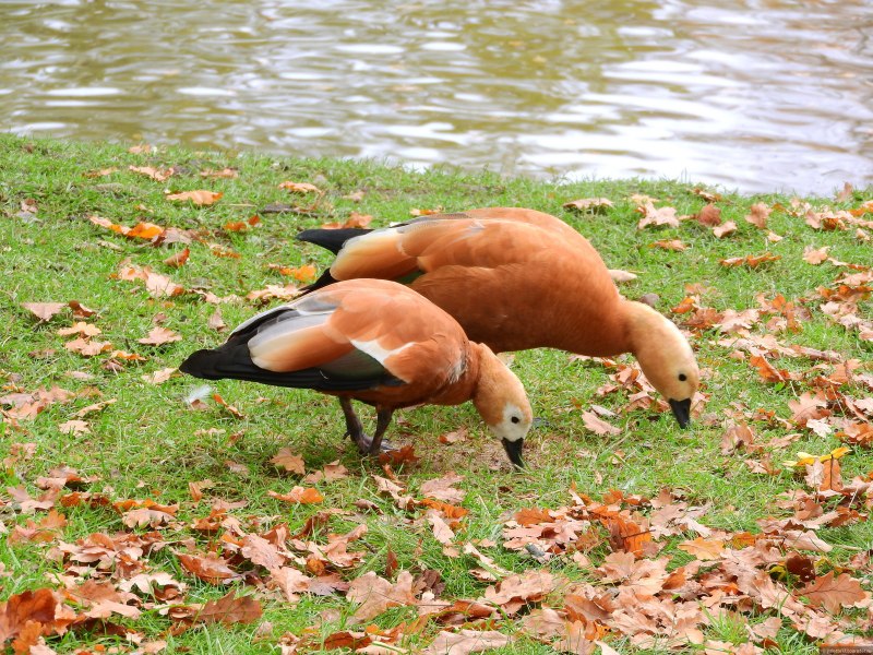 Утка на красная ГАЛАБА