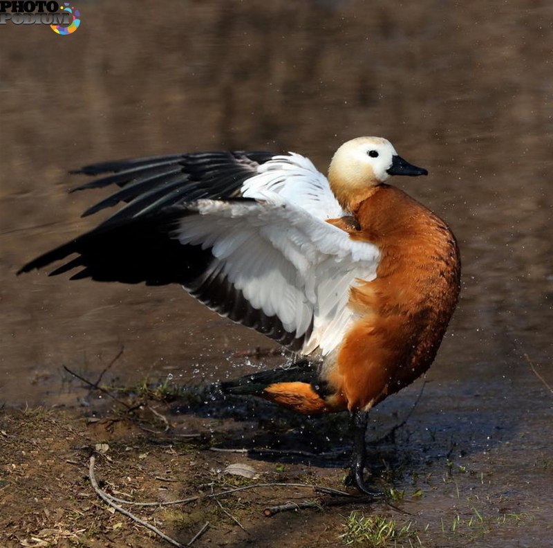 О́гарь (Tadorna ferruginea)