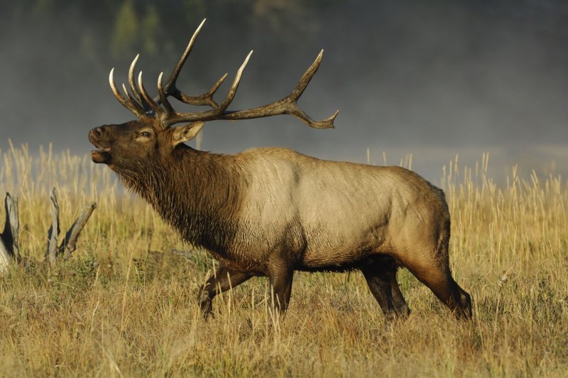 Йеллоустонский парк благородный олень вапити