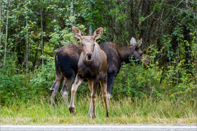 Шильдик Вольво Лось