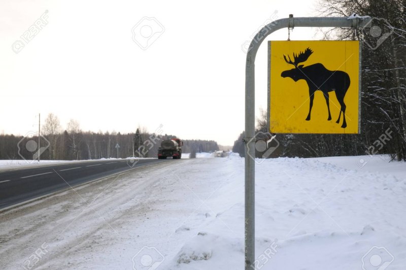 Дорожный знак Лось в желтом квадрате