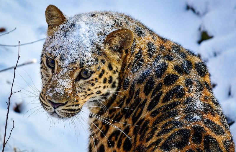 Дальневосточный леопард