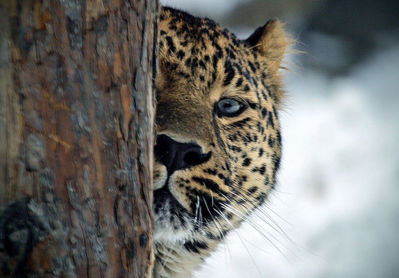 Уссурийский леопард