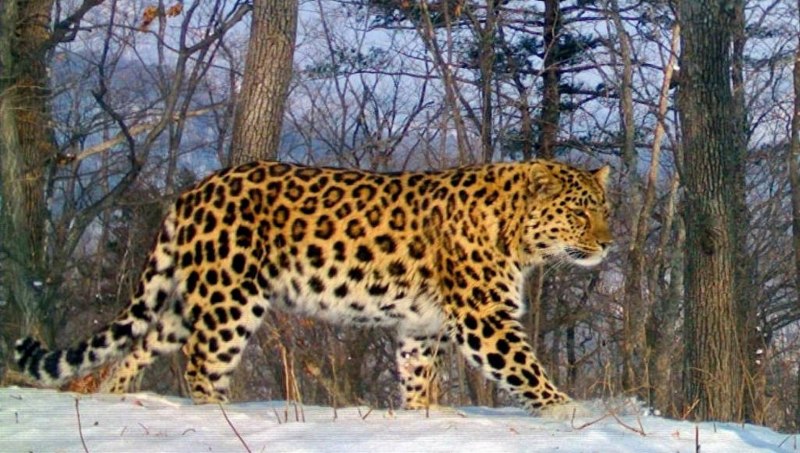 Дальневосточный Приамурский леопард