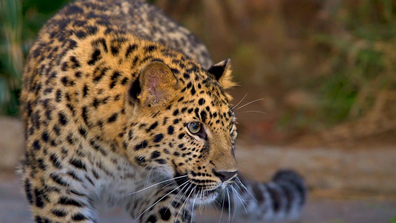 Восточно Сибирский леопард