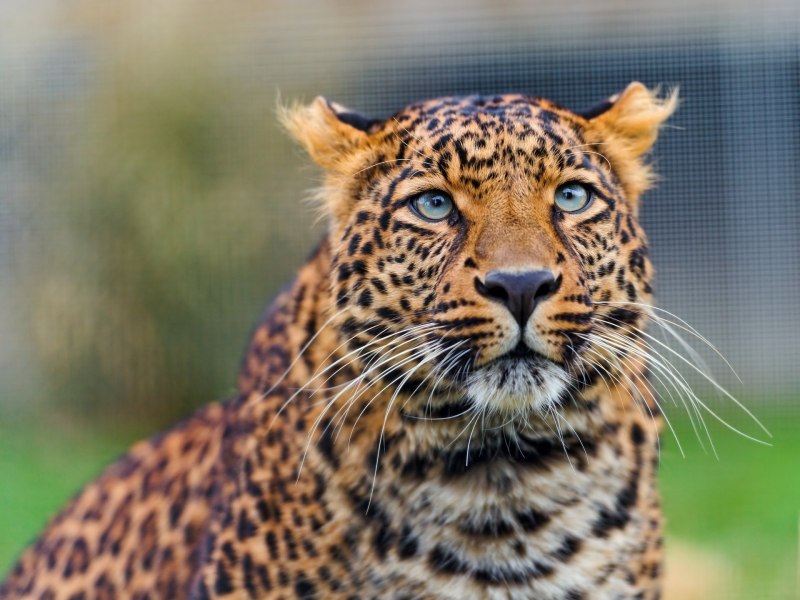 Дальневосточный Леопа