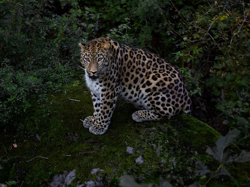 Уссурийский леопард