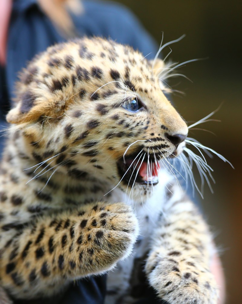 Дальневосточный леопард Барнаульский зоопарк