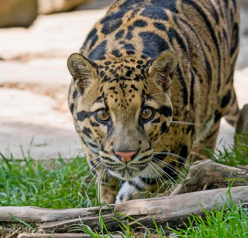 Восточный(Амурский) леопард.