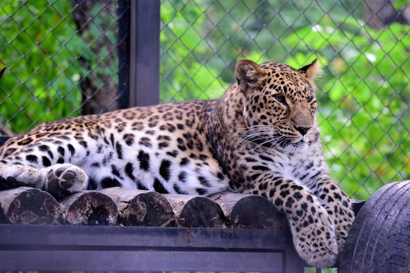 Дальневосточный Леопа