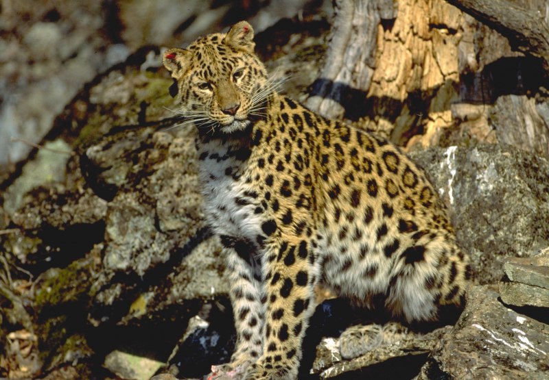 Дальневосточный леопард nnzoo