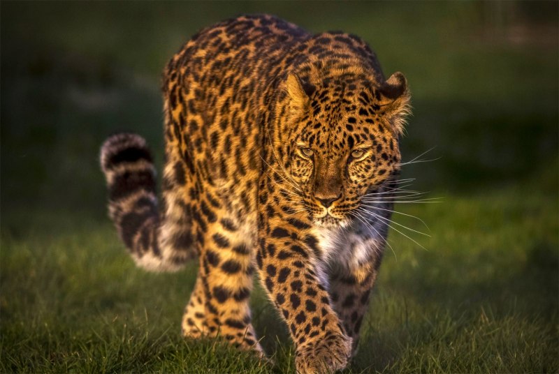 Дальневосточный леопард