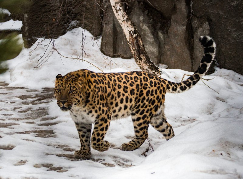 Уссурийский леопард