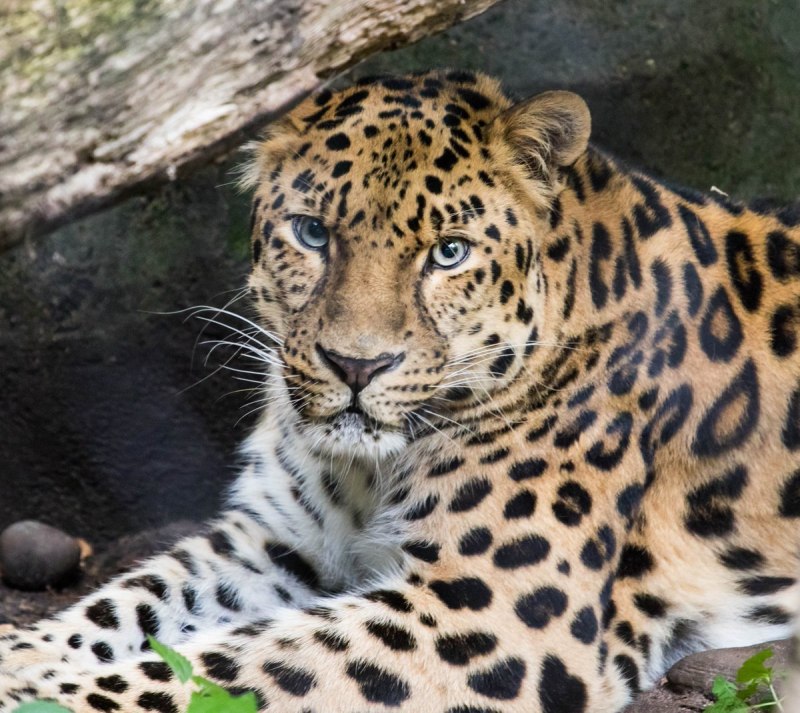 Дальневосточный Амурский леопард