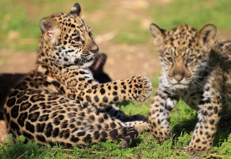 Дальневосточный леопард