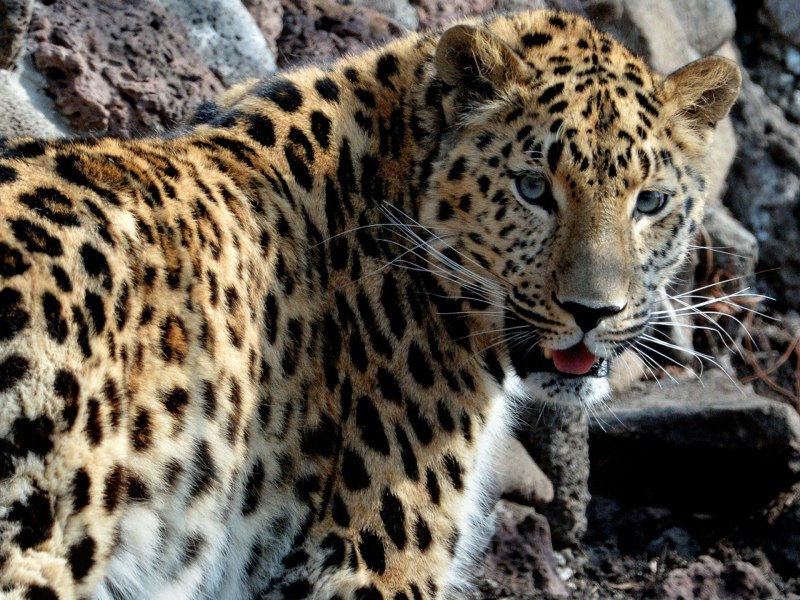 Амурский гепард