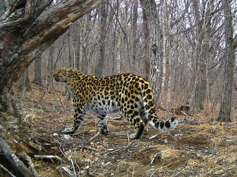 Уссурийский леопард