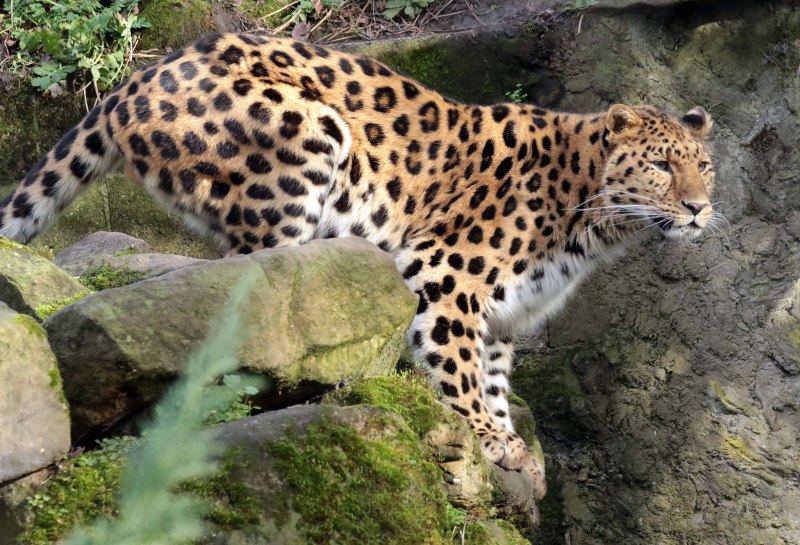 Севернокитайский леопард