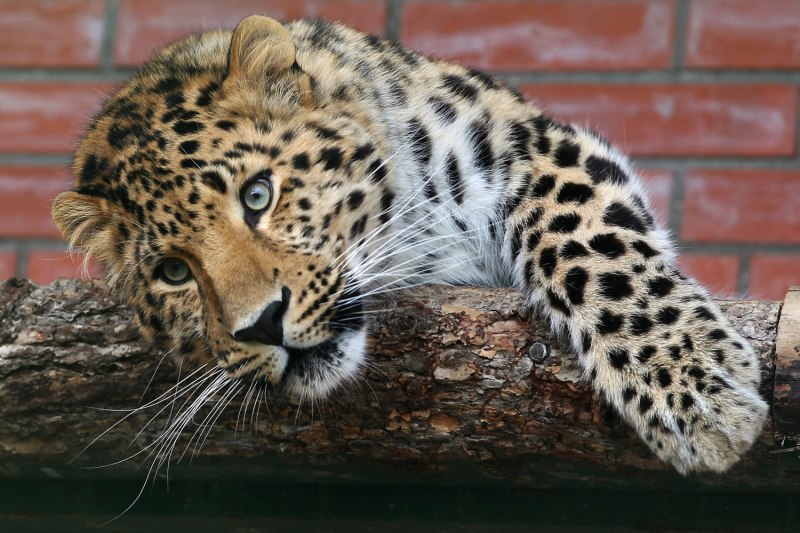 Заповедник земля леопарда Приморский край