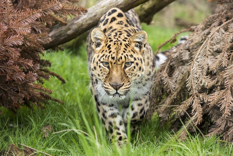 Дальневосточный леопард Забайкальского края