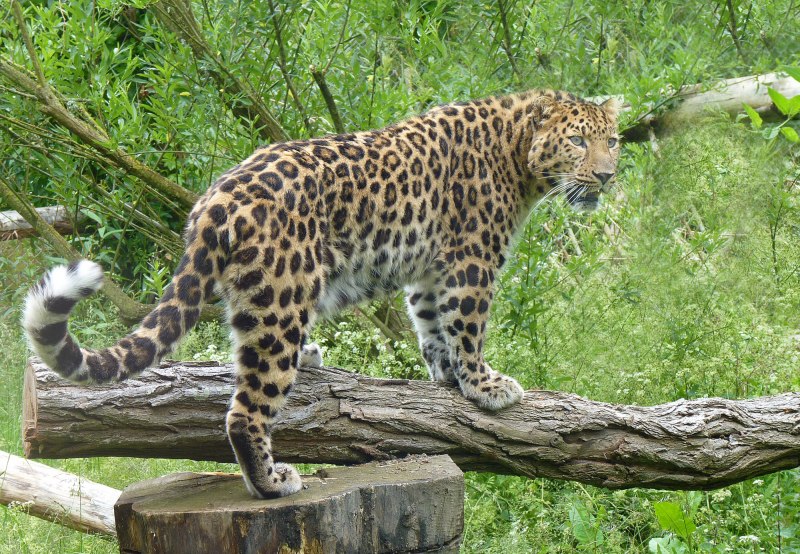 Дальневосточный Приамурский леопард