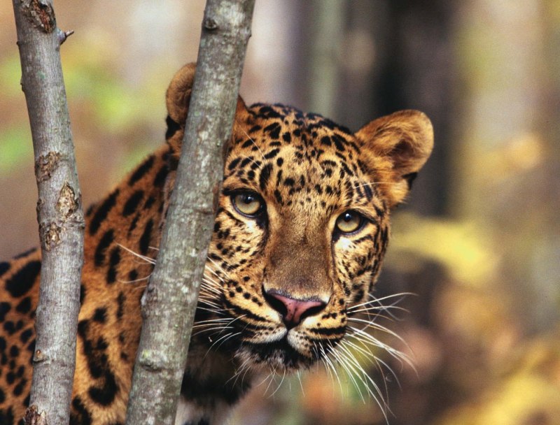 Дальневосточный леопард (Амурский Барс)