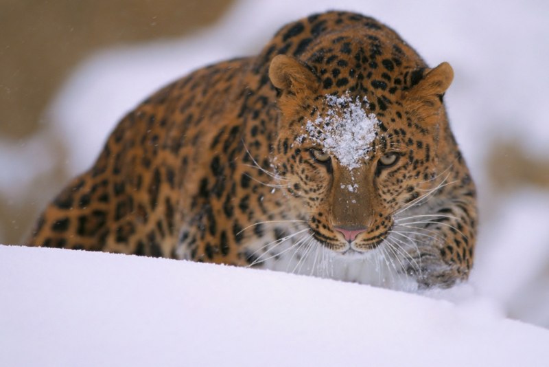 Амурский леопард
