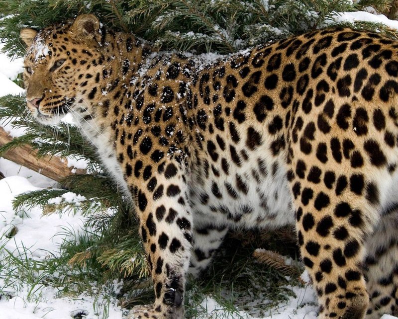 Дальневосточный Амурский леопард