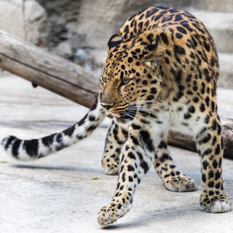 Уссурийский заповедник Дальневосточный Амурский леопард