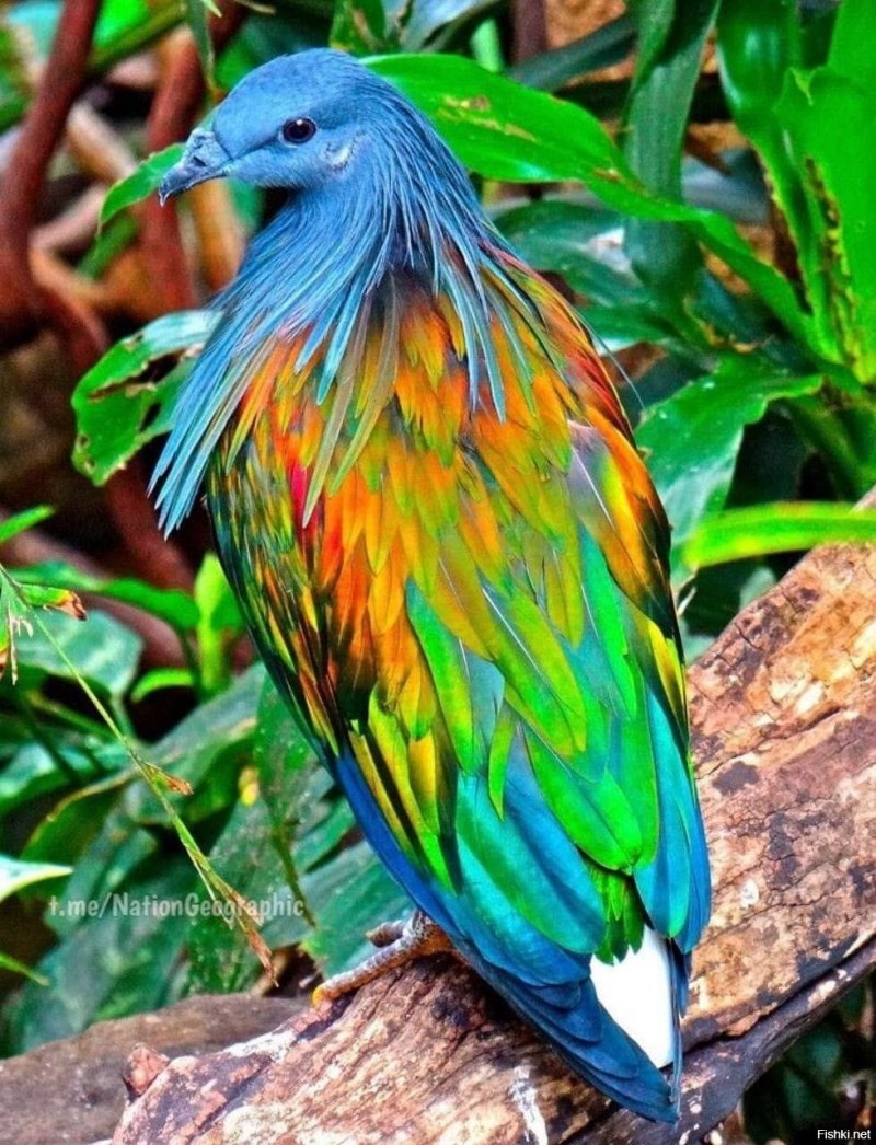 Птица Гривистый голубь