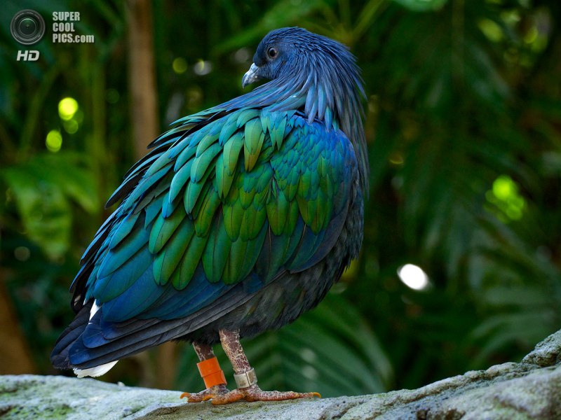 Никобарский голубь (Caloenas nicobarica)