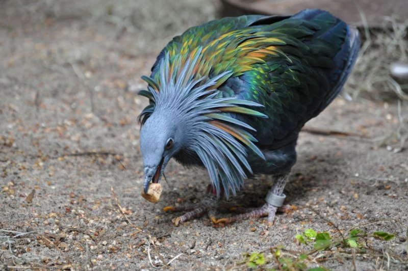 Гривистый голубь Крылья