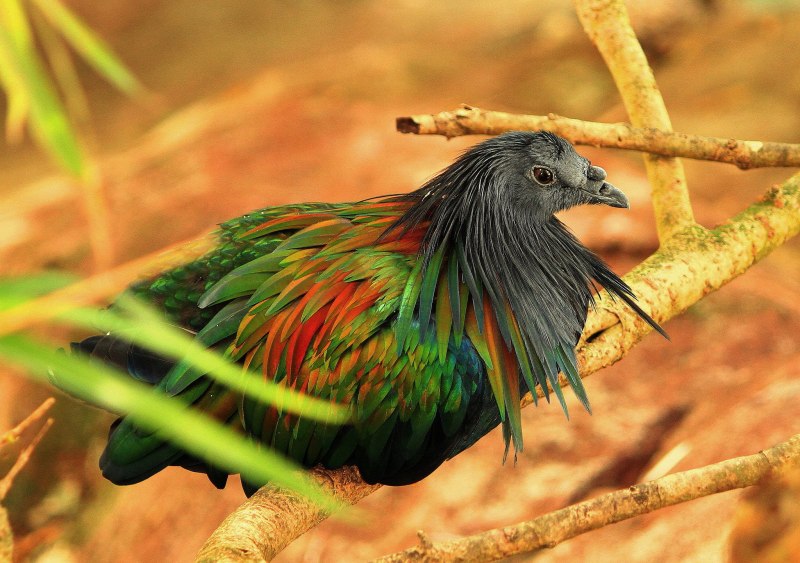 Птица Никобарский голубь