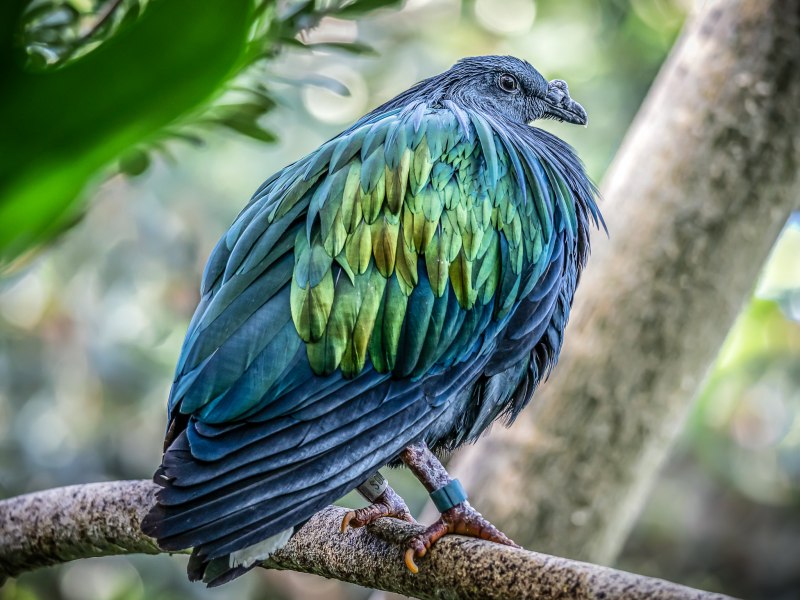 Райская танагра, Гривистый голубь, длиннохвостый бархатный Ткач