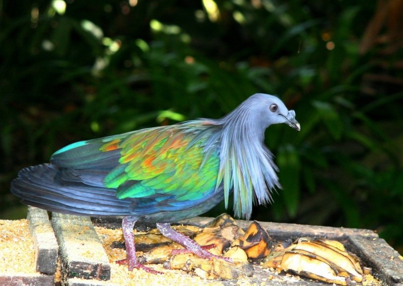 Никобарский голубь (Caloenas nicobarica)