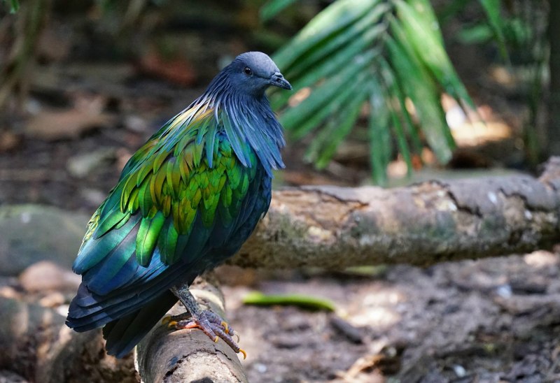 Перо. Гривистого голубя