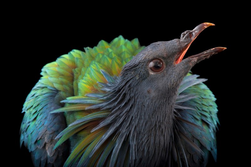 Никобарский голубь