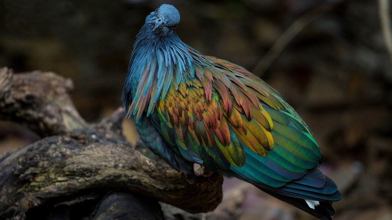 Никобарский голубь