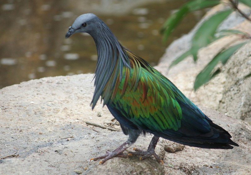 Никобарский или Гривистый голубь