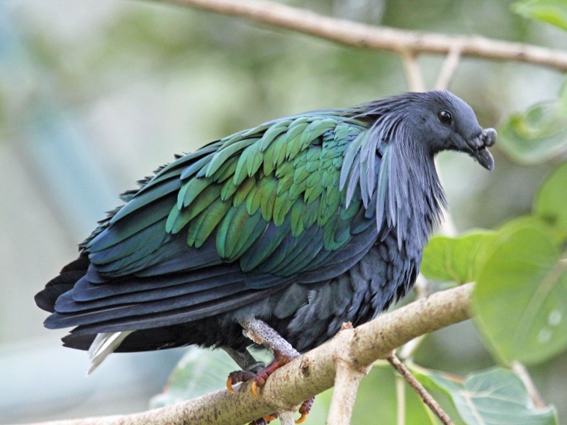 Перо. Гривистого голубя