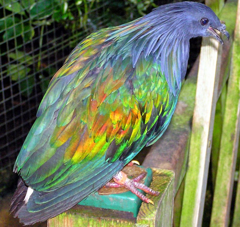 Никобарский голубь