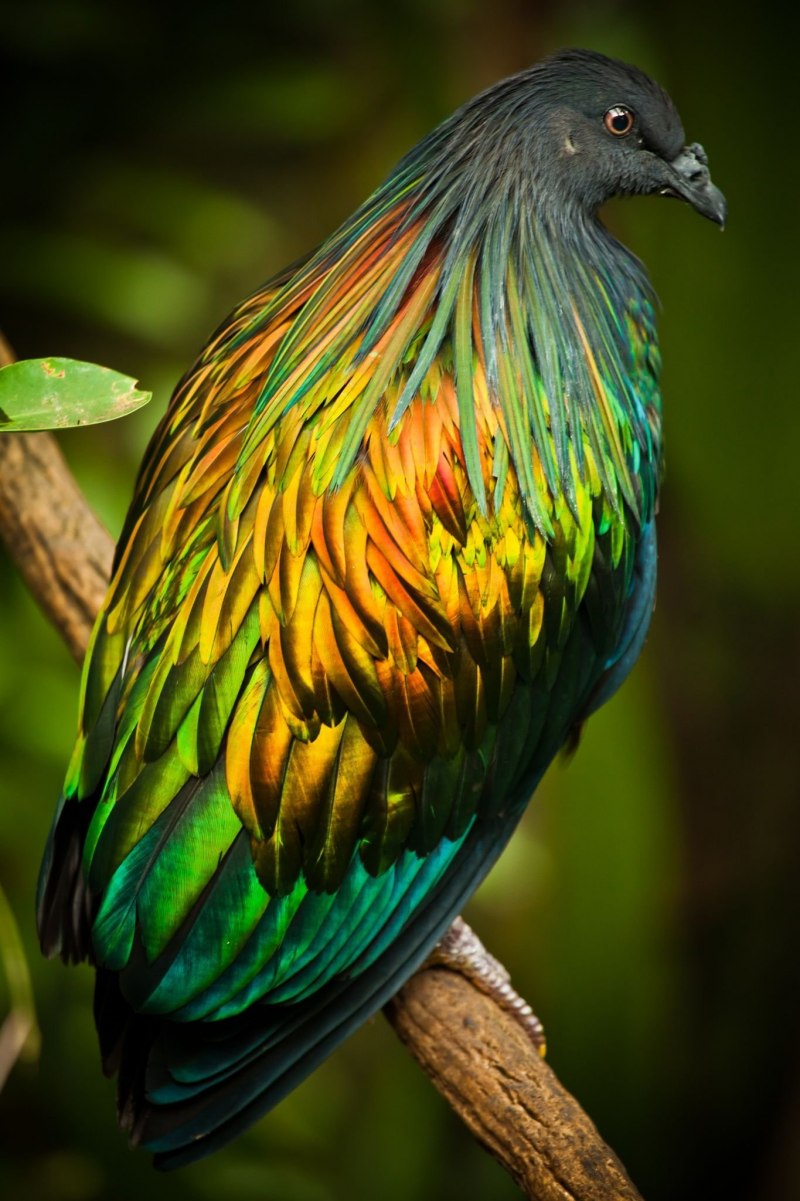 Разноцветные голуби