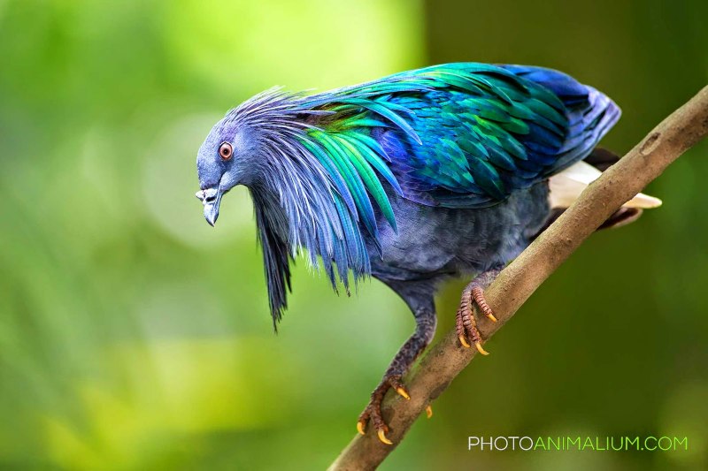 Никобарский голубь (Caloenas nicobarica)