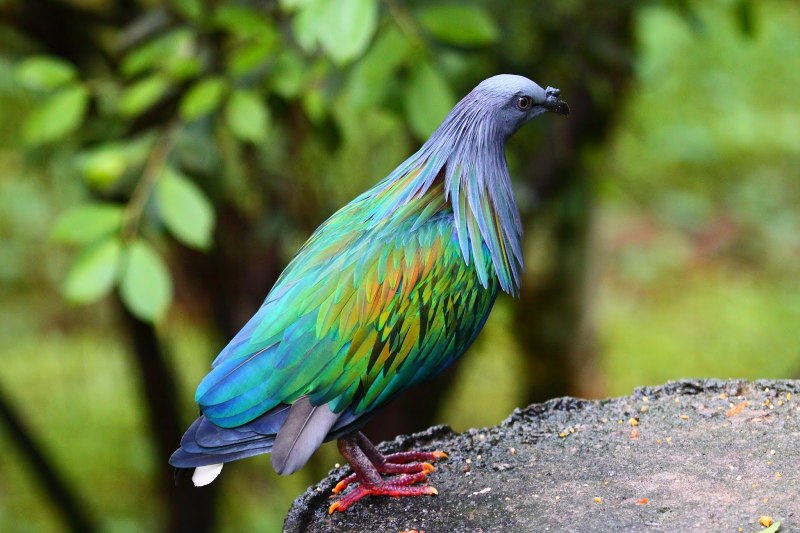 Птица Гривистый голубь