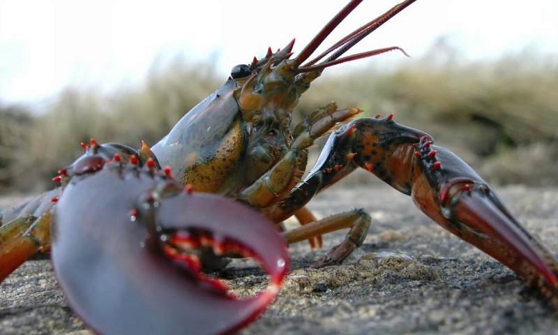 Американский Омар (лобстер)