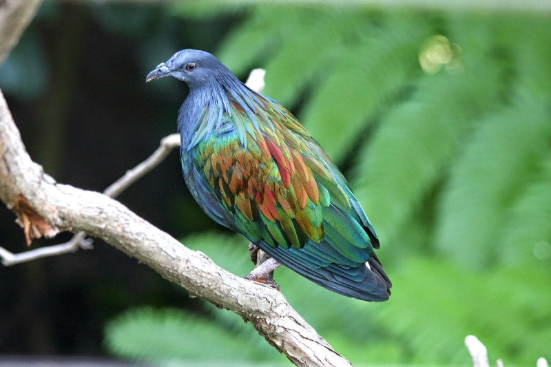 Каледонский голубь