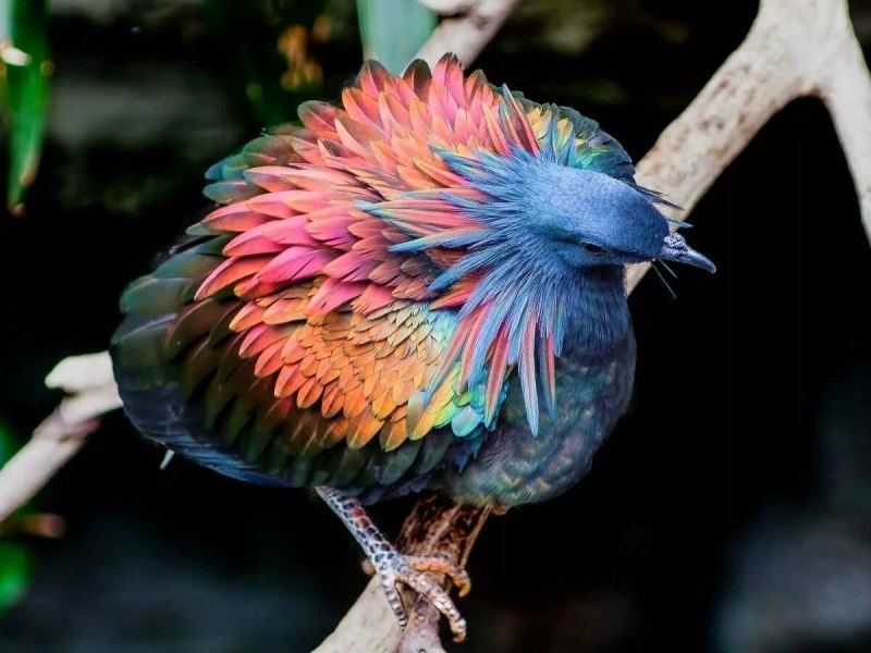 Гривистый попугай