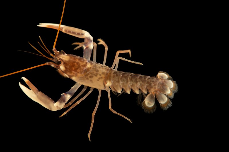 Homarus Gammarus