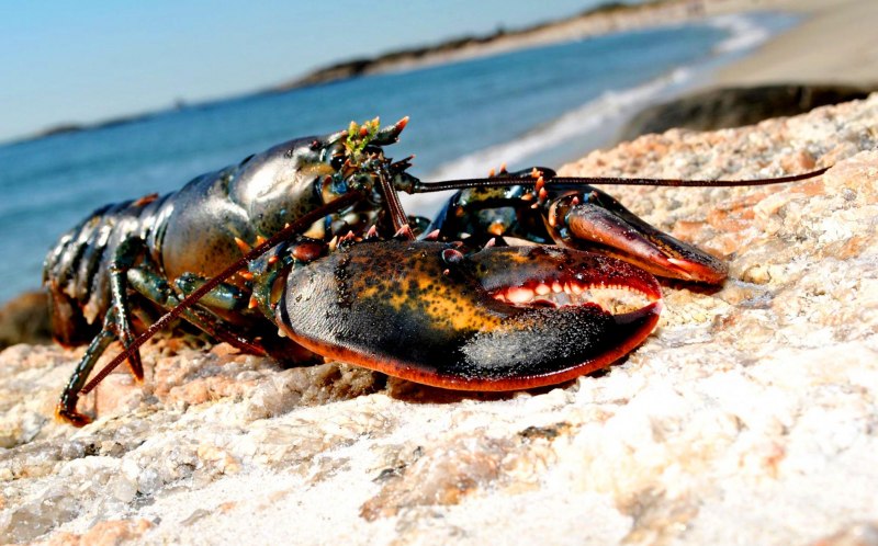 Лангуст и Омар